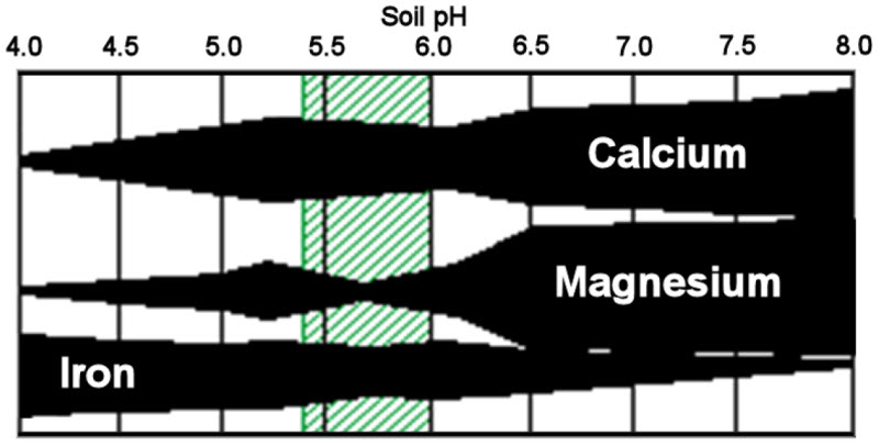 Relative availability of magnesium calcium and iron in low CEC soils
