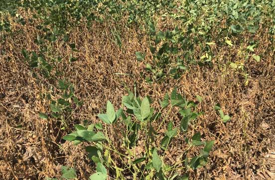 Photo showing dead soybean plants due to gall midge injury along the edge of a soybean field, Iowa.