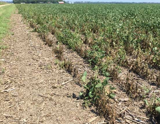 Photo showing dead soybean plants due to gall midge injury along the edge of a soybean field, South Dakota.