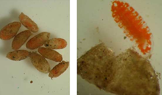 Side-by-side photos showing soybean gall midge larval cocoons found in soil samples taken in a field with high midge pressure and a soybean gall midge larvae extracted from a larval cocoon.