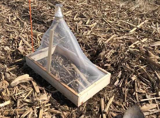 Photo showing a trap set up following soybean planting to measure soybean gall midge adult emergence from the soil in 2019.