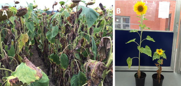 Sunflower field with severe infection by Verticillium wilt and individual susceptible plants under stress from wilt.