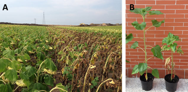 Resistant and susceptible sunflower hybrids in field conditions under a natural infection by Verticillium wilt, and in controlled conditions under artificial inoculation.