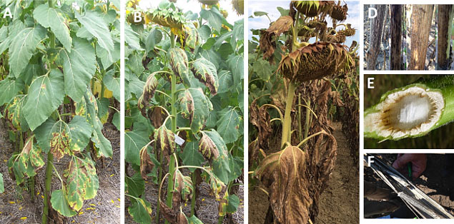 This is a photo showing detailed symptoms of Verticillium wilt on sunflowers.