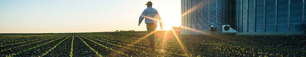 Man walking in cornfield - emerging seedlings - silos off to the side