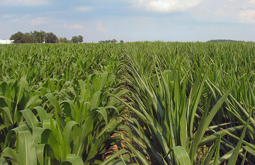 Pioneer Agronomy Sciences on-farm trial showing hybrid differences in drought stress tolerance - 2011