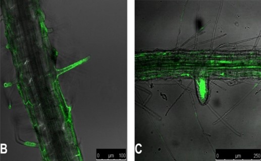 Roots colonized by Bacillus amyloliquefaciens - shown by green fluorescence - the active ingredient in Utrisha P.