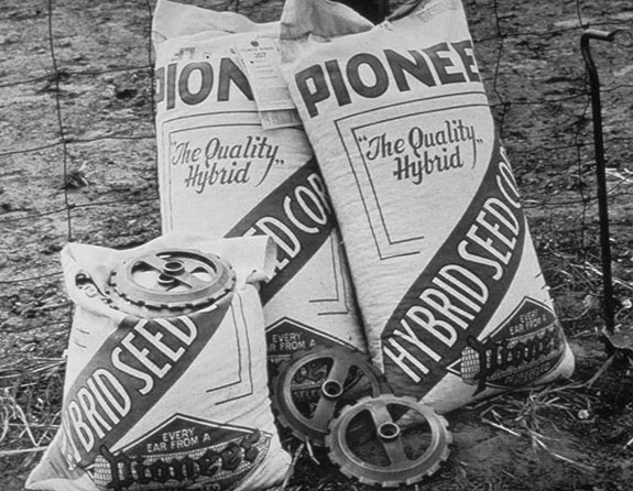 Bags of Pioneer seed corn in the 1940s Bags of Pioneer seed corn in the 1940s