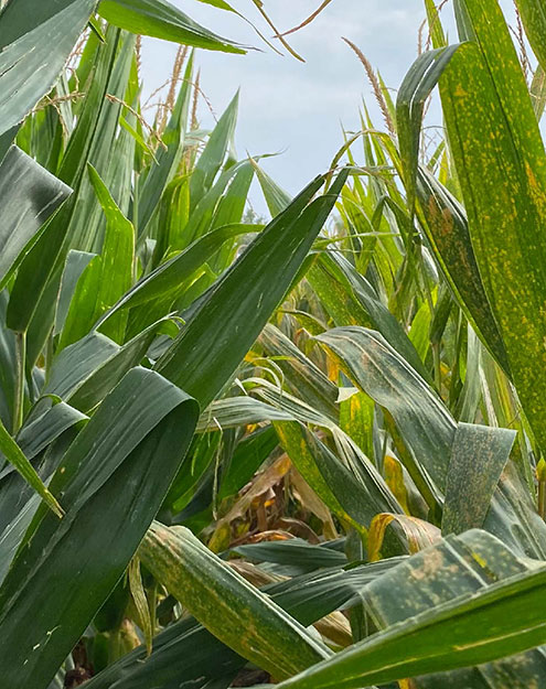 A gene-edited corn hybrid with multi-disease resistance - left - next to a conventional isoline hybrid - right - showing contrasting severity of southern rust infection A gene-edited corn hybrid with multi-disease resistance - left - next to a conventional isoline hybrid - right - showing contrasting severity of southern rust infection