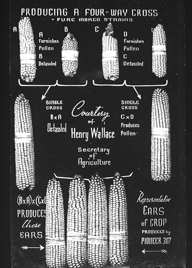 The earliest commercial hybrids were double-crosses with two pairs of inbred parent lines The earliest commercial hybrids were double-crosses with two pairs of inbred parent lines