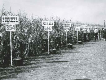 A Pioneer hybrid show plot - the presence of both three and four-digit numbered hybrids places this scene in the early 1960s A Pioneer hybrid show plot - the presence of both three and four-digit numbered hybrids places this scene in the early 1960s