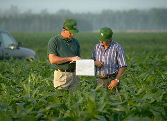 Two men standing in cornfield wearing Pioneer caps reading a report - midseason- green plants - truck in background Two men standing in cornfield wearing Pioneer caps reading a report - midseason- green plants - truck in background