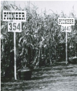 Pioneer field signs from the 1930's - by mature corn plants - black and white photo