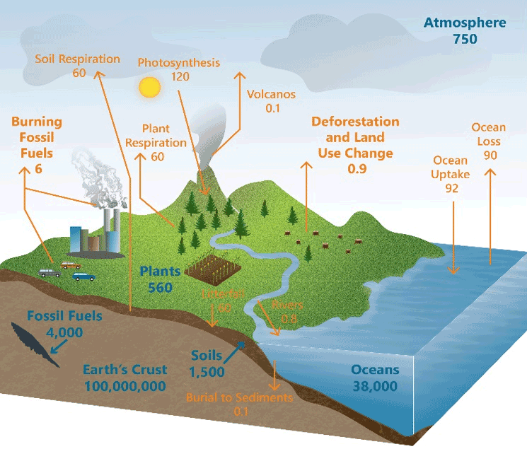 Illustration - Global carbon cycle diagram showing carbon pools (blue text) and annual carbon fluxes (orange text) measured in petagrams.