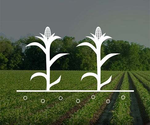 Crop Doctorate - by Mark Jeschke