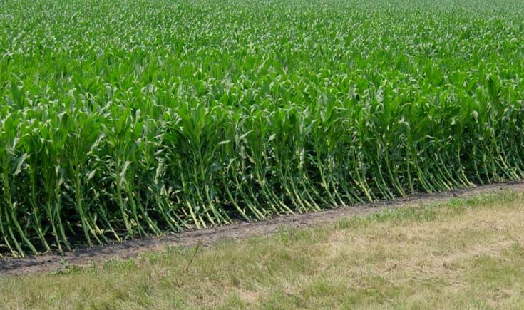 Photo - Corn plants lodged in field.