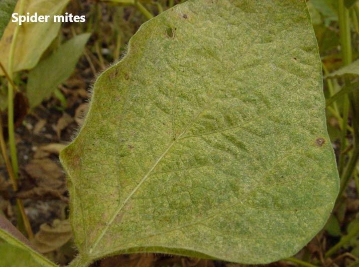 Photo - spider mite damage on soybean leaf - closeup