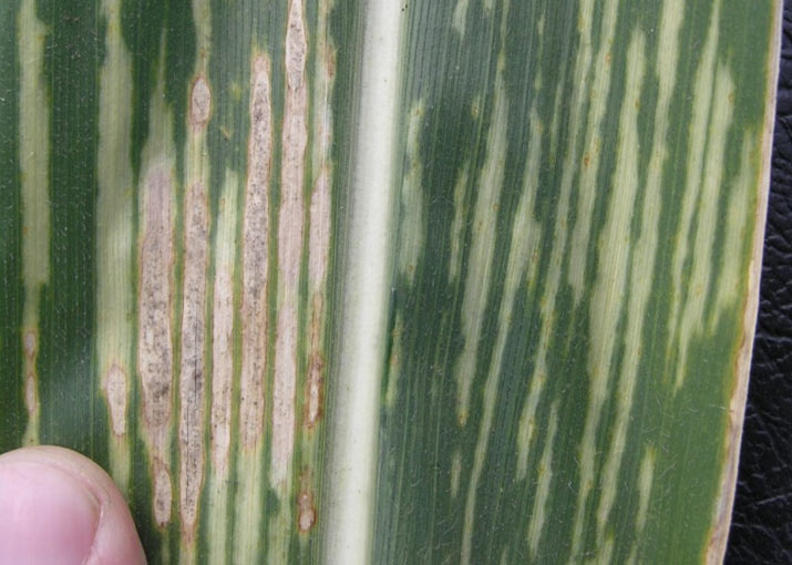 Photo - closeup - sunscald injury on corn leaf.