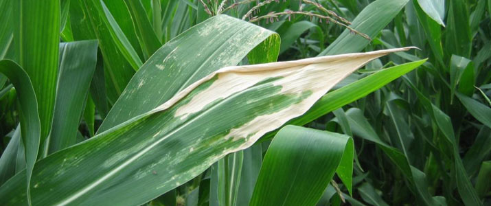 Photo - sunscald injury to tip of a corn leaf.