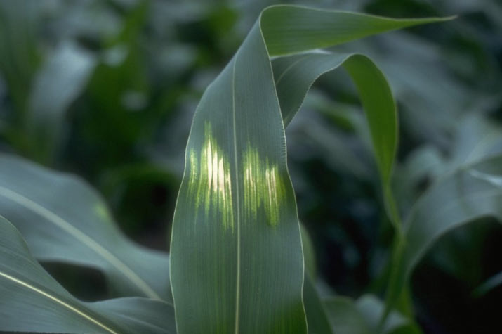 Photo - sunscald injury on corn leaf