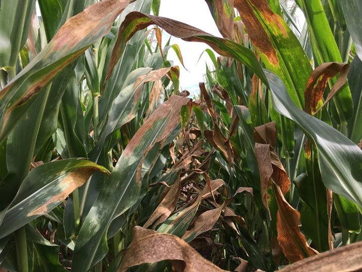 Photo - severe sunscald injury in corn leaf canopy.