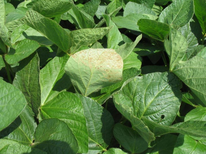 Photo - sunscald injury to underside of soybean leaves.