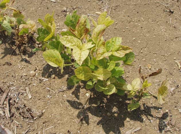 Iron deficiency chlorosis - IDC - of soybeans caused by high pH soils in the Black Belt region of central Alabama.