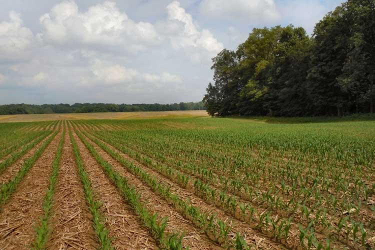 Photo - early-season cornfield.