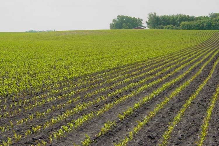 Photo - Side-by-side comparison of starter fertilizer in a corn field where sugarbeets were grown the previous season.