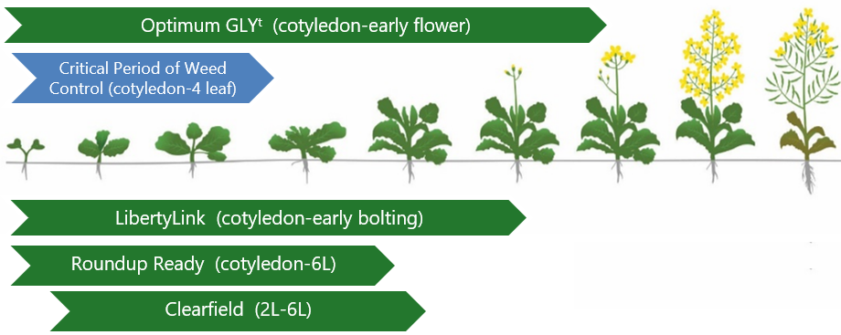Illustration - Herbicide timing of herbicide tolerant systems available from Corteva Agriscience.