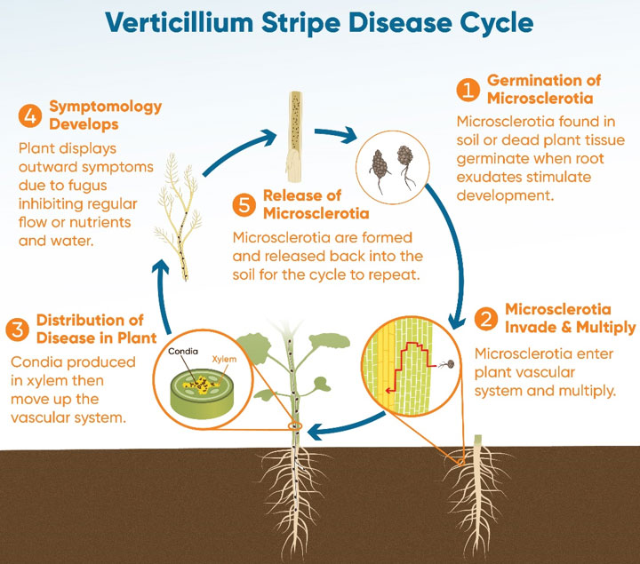 Illustration - Verticillium stripe disease life cycle.