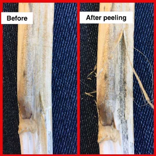 Photo - Before and after peeling epidermis on canola stem to reveal microsclerotia.