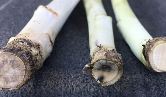 Photo - Root cross-section of canola plants showing Verticillium stripe, blackleg, and a healthy plant.
