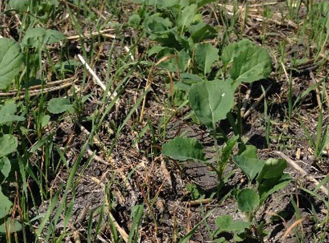 Photo - Grassy weed pressure in herbicide tolerant canola near the end of the critical weed free period.