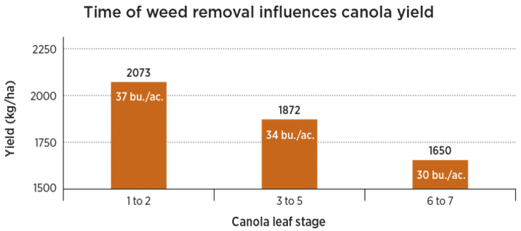 Chart - Influence of time of weed control on canola yield.