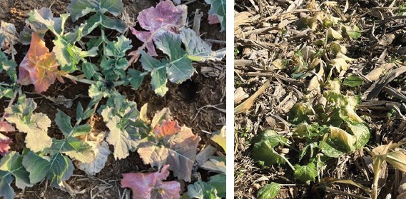 Canola leaves often discolor - turn purple and die during the winter
