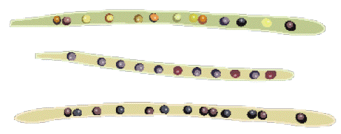 Desiccant should be applied when 75 - 80 percent of canola seeds have changed color