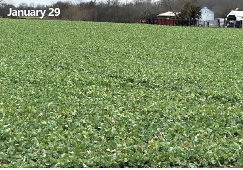 Photo comparison - a field planted to winter canola in mid-January following 7 inches of snowfall and the same field at the end of January with the snow melted