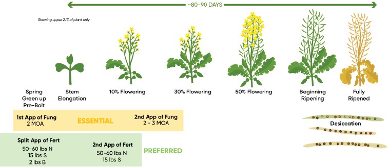 Illustration - Spring management recommendations for winter canola by crop growth stage