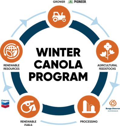 Illustration - winter canola program cycle