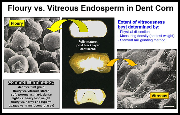 Floury vs vitreous endosperm in dent corn