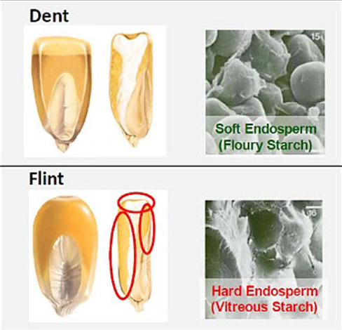 Flint and dent corn kernel comparison - floury and vitreous starch