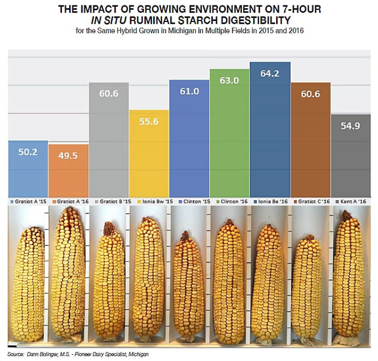 Growing environment impact on ruminal starch digestibility