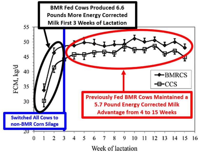 Graph - Milk production in BMR diets (Cornell, 2012).