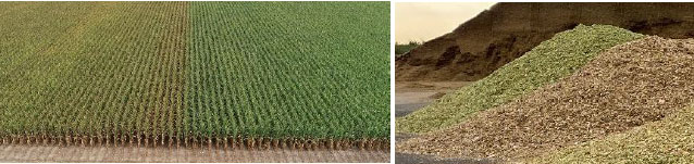 Visual appraisal of plant health differences within same hybrid with and without fungicide