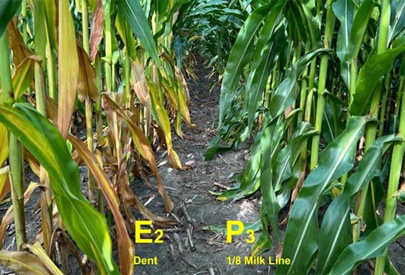 Hybrid product visual differentiation of corn plant health with concurrent milk line observations
