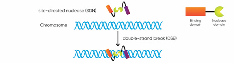 CRISPR-Cas facilitated DNA repair and basic CRISPR genome editing applications CRISPR-Cas facilitated DNA repair and basic CRISPR genome editing applications