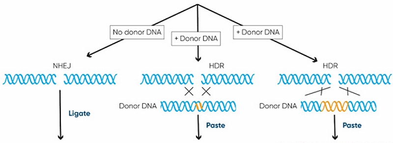 CRISPR-Cas facilitated DNA repair and basic CRISPR genome editing applications CRISPR-Cas facilitated DNA repair and basic CRISPR genome editing applications