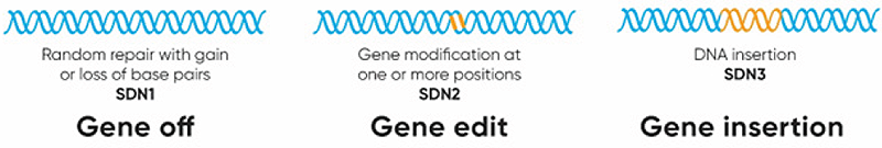 CRISPR-Cas facilitated DNA repair and basic CRISPR genome editing applications CRISPR-Cas facilitated DNA repair and basic CRISPR genome editing applications