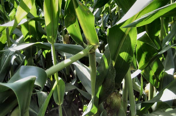 Corn plants damaged from brittle snap.